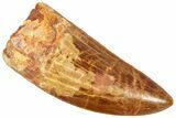 Serrated, Carcharodontosaurus Tooth - Real Dinosaur Tooth #364766-1